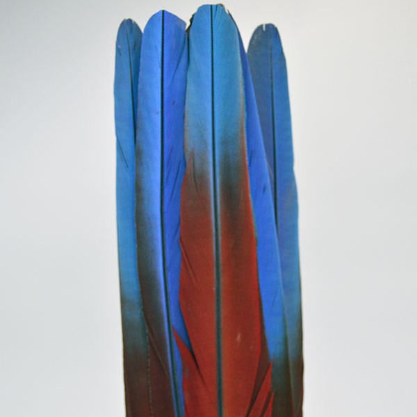 Fan Flat- Macaw Feathers - Image 2