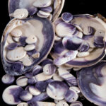 Wampum Beads and Shells