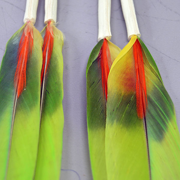 Scalp Feather- Macaw Pair with red and orange accents and leather wraps. Adds vivid color and movement to regalia. 7–7.5″ finished length. One of a Kind . Pictured here is the back showing the accented orange feather against the yellow-green macaw feathers.