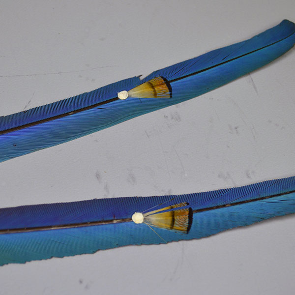 This striking Blue Macaw Scalp Feather & Conch blends bold natural feathers with detailed beadwork and traditional beadwork. pictured here is the tiny accent feather with the little leather dot.